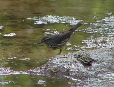 Northern Waterthrush