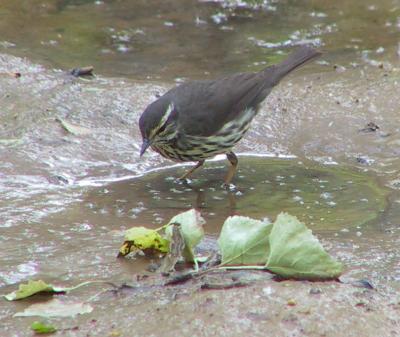 Northern Waterthrush