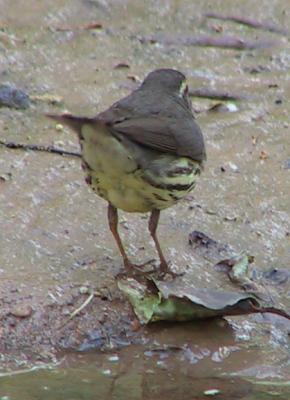 Northern Waterthrush