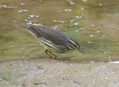 Northern Waterthrush