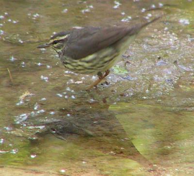 Northern Waterthrush