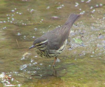 Northern Waterthrush