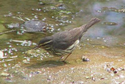 Northern Waterthrush