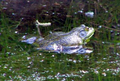 Bullfrog