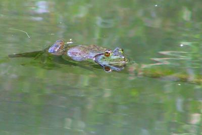 Bullfrog