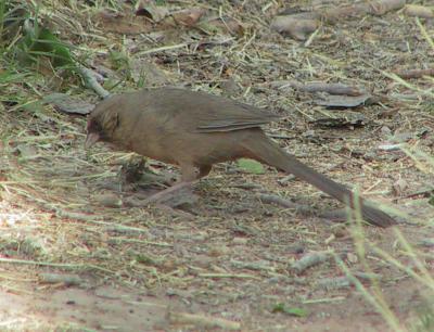 Abert's Towhee