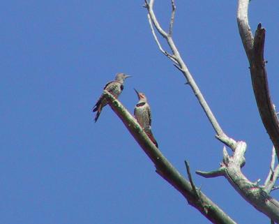 Northern Flicker (red-shafted) and it's fledgling