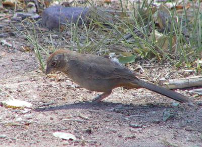 Canyon Towhee
