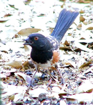 Spotted Towhee