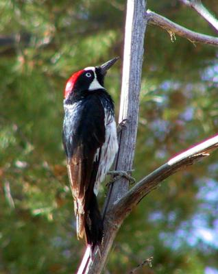 Acorn Woodpecker