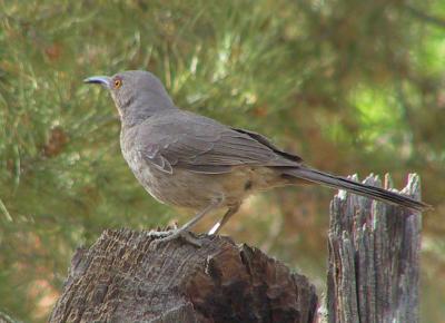 Curve-billed Thrasher