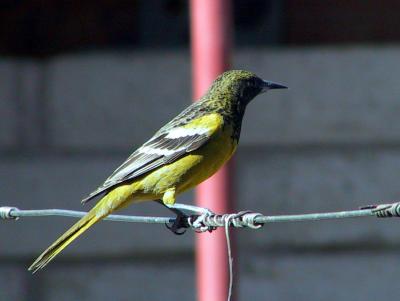 Scott's Oriole (juvenile male?)