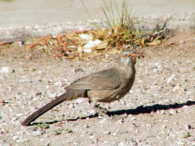 Curve-billed Thrasher after visiting the maggot feeder