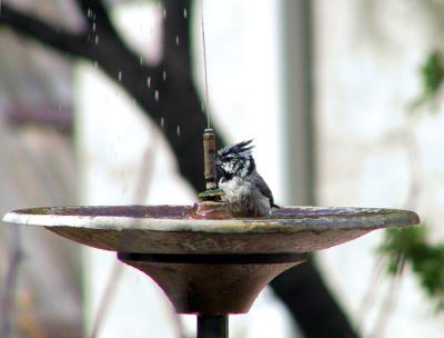 Bridled Titmouse (after bath)