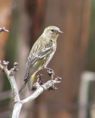 Pine Siskin