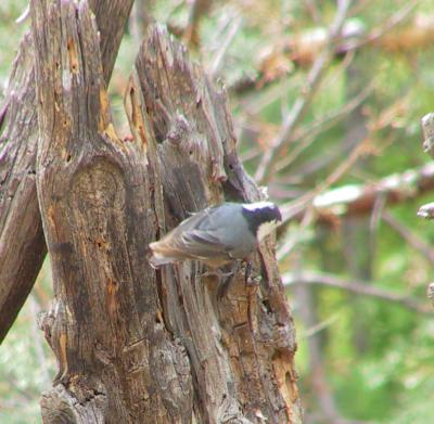 White-breasted Nuthatch