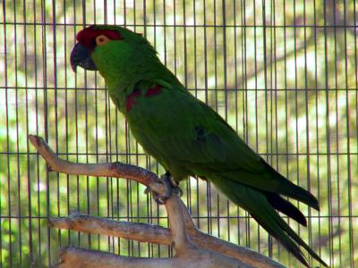 Thick-billed Parrot : Rhynchopsitta pachyrhyncha