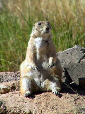 Prairie Dog showing an obvious liking for food