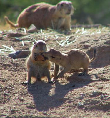 Prairie Dog pups - It's mine, I found it first!