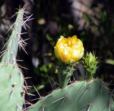 A Prickly Pear flower