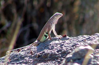 Zebra-tailed Lizard, Callisaurus draconoides (Thanks to Les for lizard IDs). With joggly bit!