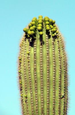 A Saguaro cactus about to flower