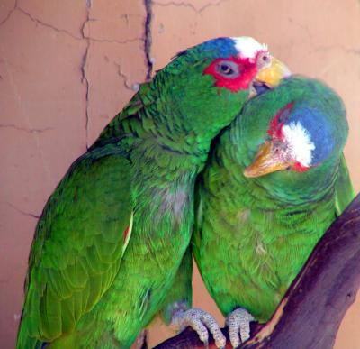 White-fronted parrots