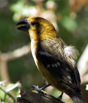 Yellow Grosbeak