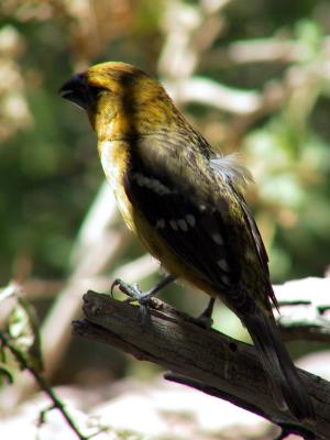 Yellow Grosbeak