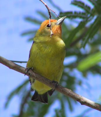 Western Tanager