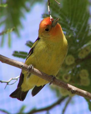 Western Tanager