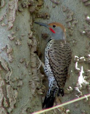 Gilded Flicker : Colaptes chrysoides