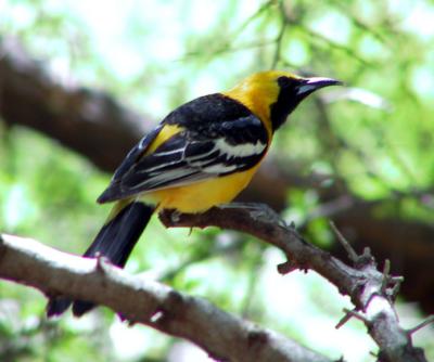 Hooded Oriole