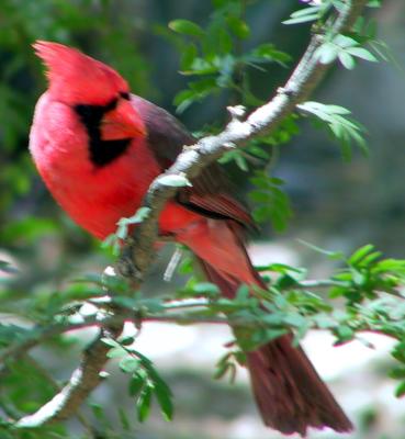 Northern Cardinal : Cardinalis cardinalis