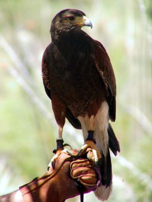 Harris's Hawk