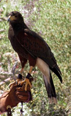 Harris's Hawk