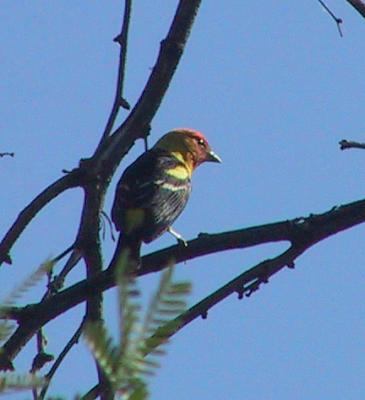 Western Tanager