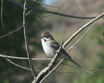 Lark Sparrow