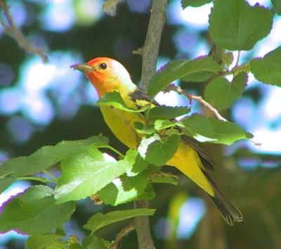 Western Tanager