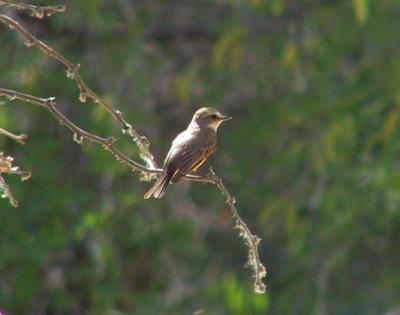 Say's Phoebe