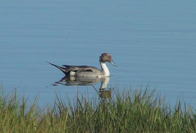 Northern Pintail