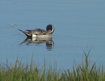 Northern Pintail