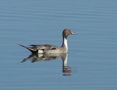 Northern Pintail