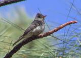 Greater Pewee