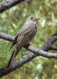 Greater Pewee