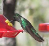 Magnificent Hummingbird male