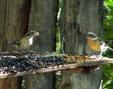 Rose-breasted Grosbeak female (left) and Black-headed Grosbeak female