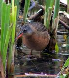 Virginia Rail