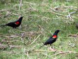 Red-winged Blackbirds showing more yellow than in California