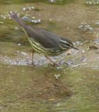 Northern Waterthrush
